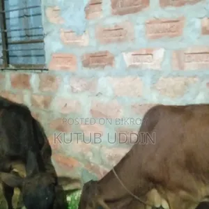 কিছু ষার গরু বিক্রি হবে