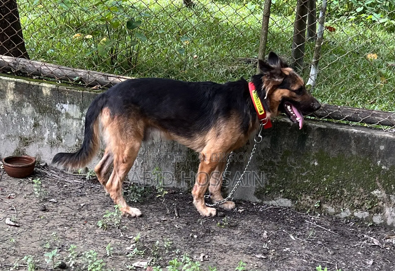 ১-৩ মাস বয়সী পুরুষ বিশুদ্ধ জার্মান শেফার্ড