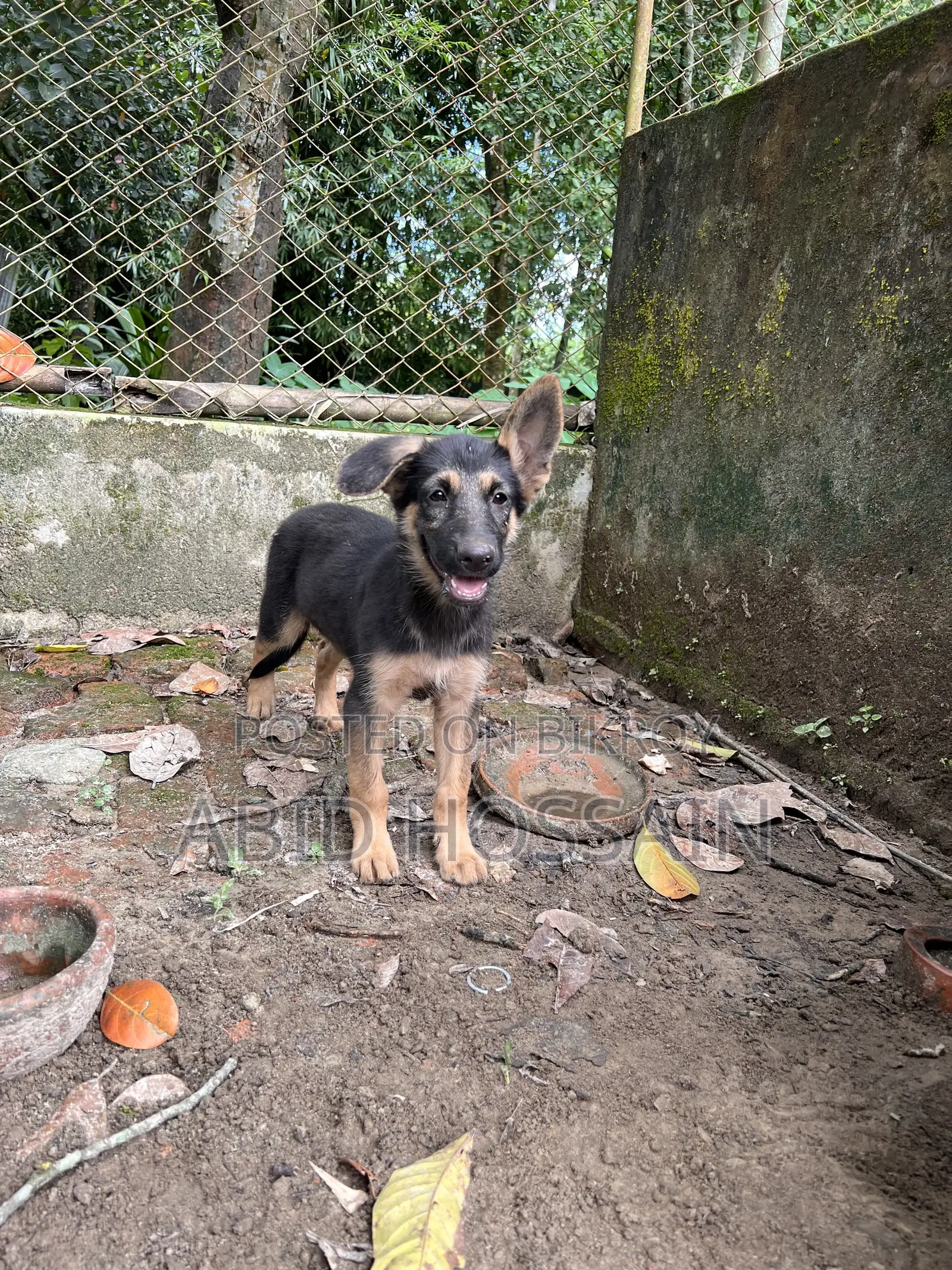 ১-৩ মাস বয়সী পুরুষ বিশুদ্ধ জার্মান শেফার্ড