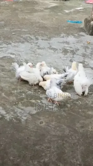 জাপানিজ বেন্থাম মুরগি