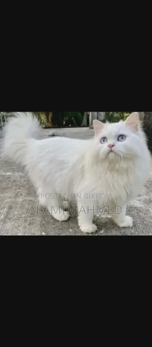 1+ Year Male Purebred Persian