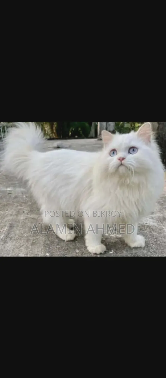 1+ Year Male Purebred Persian