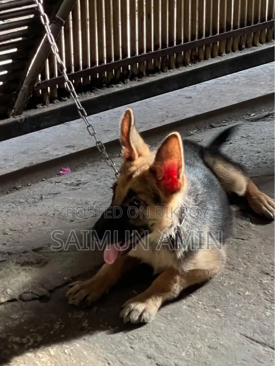 3-6 Months Female Purebred German Shepherd