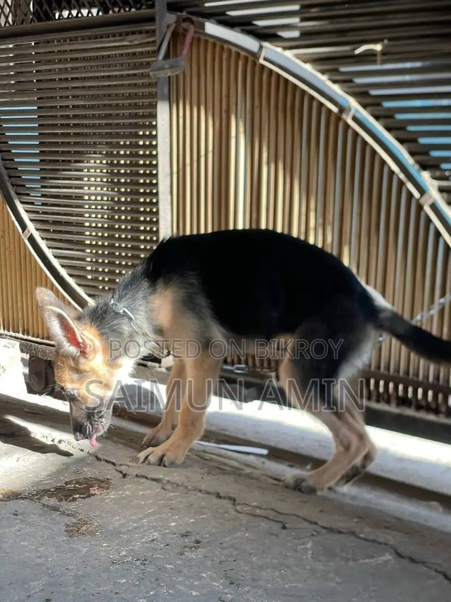 3-6 Months Female Purebred German Shepherd