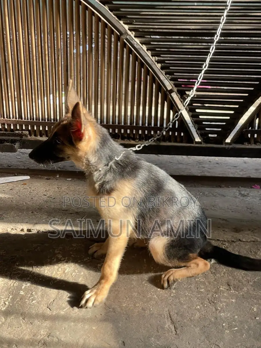 3-6 Months Female Purebred German Shepherd
