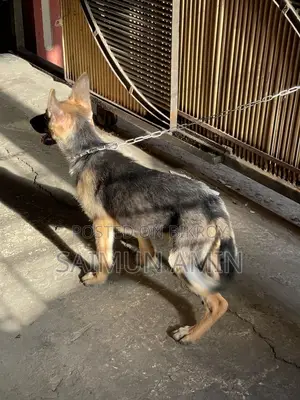 3-6 Months Female Purebred German Shepherd