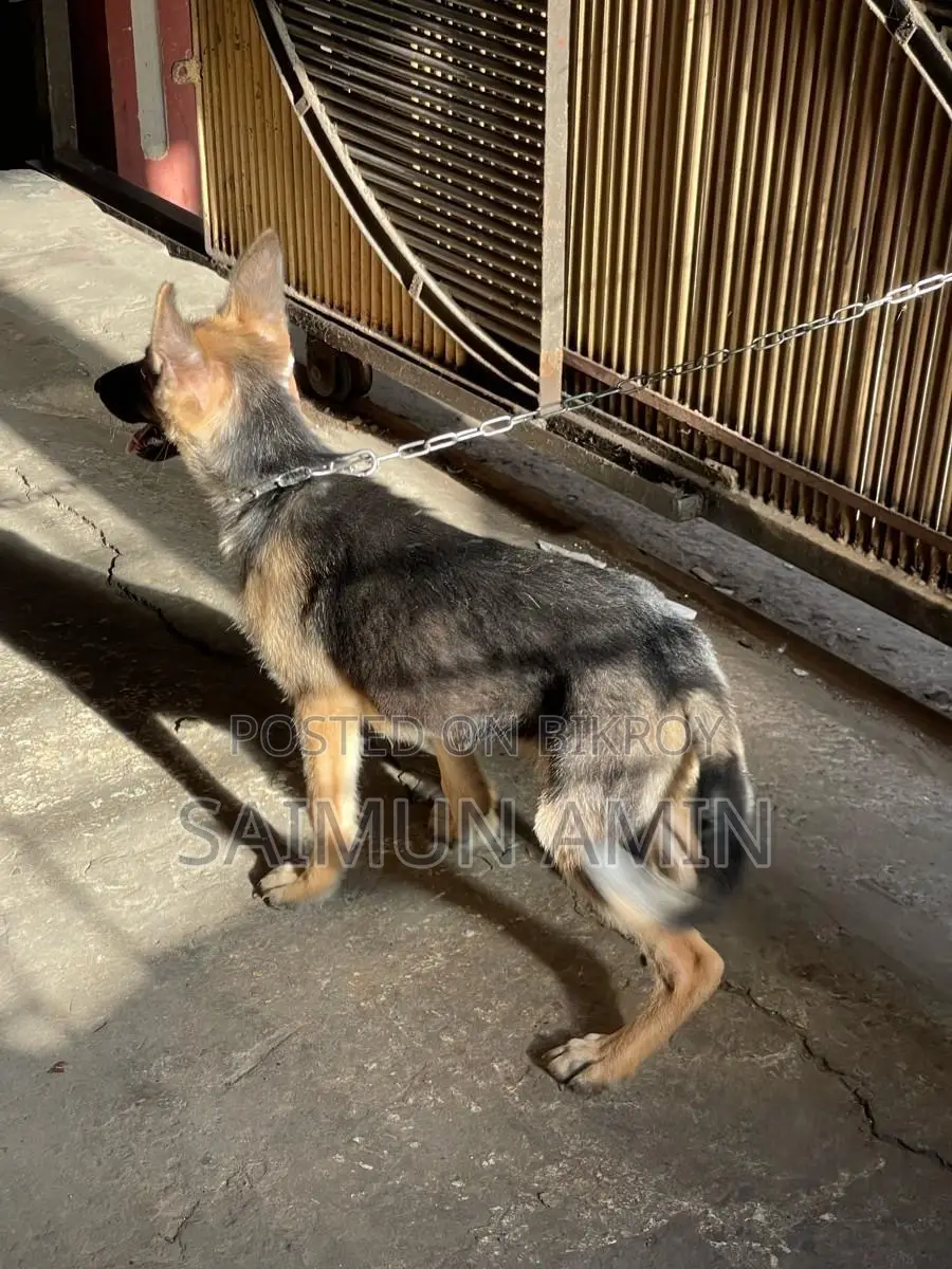 3-6 Months Female Purebred German Shepherd