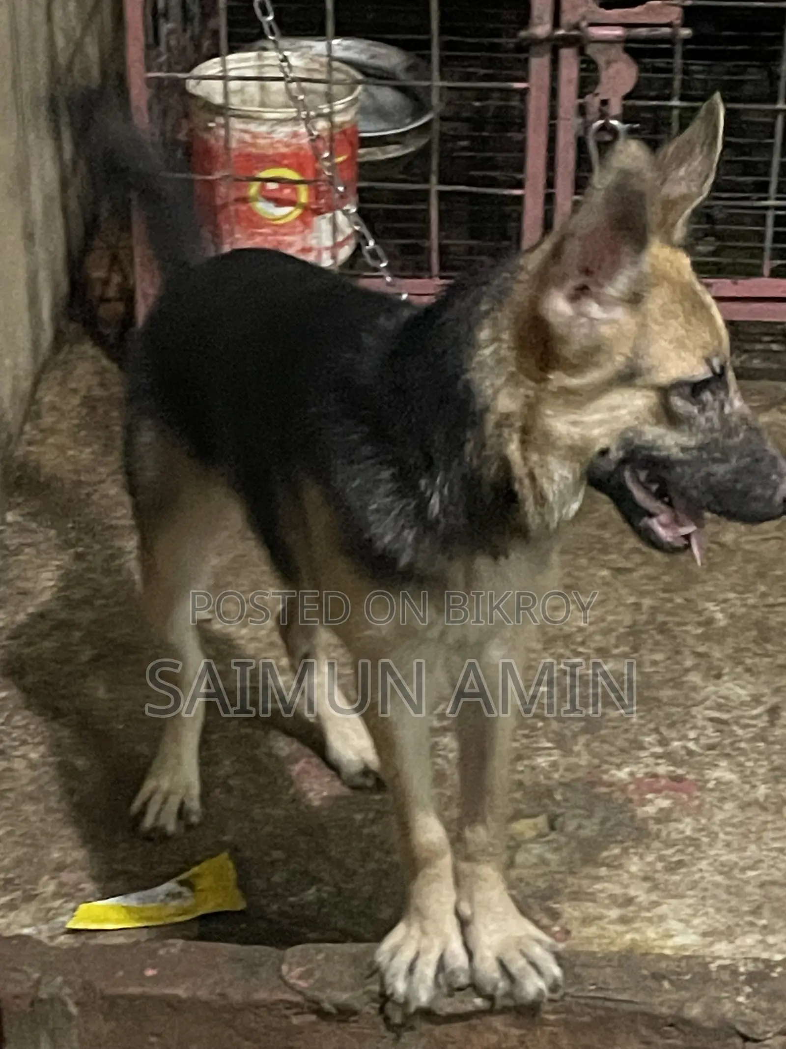 3-6 Months Female Purebred German Shepherd