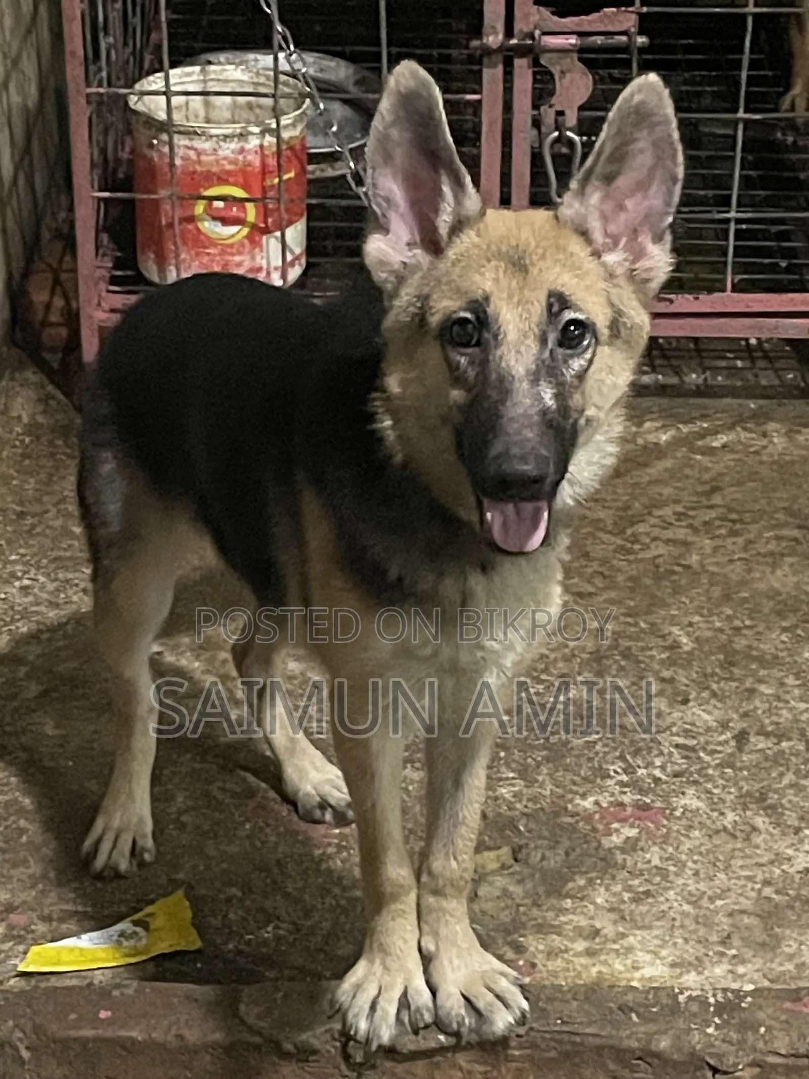 3-6 Months Female Purebred German Shepherd