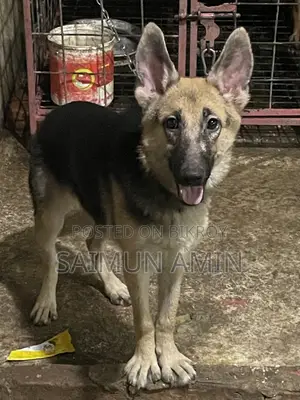 3-6 Months Female Purebred German Shepherd