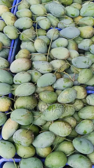 Have you tasted the premium quality A-grade Amrapali mangoes of the season?