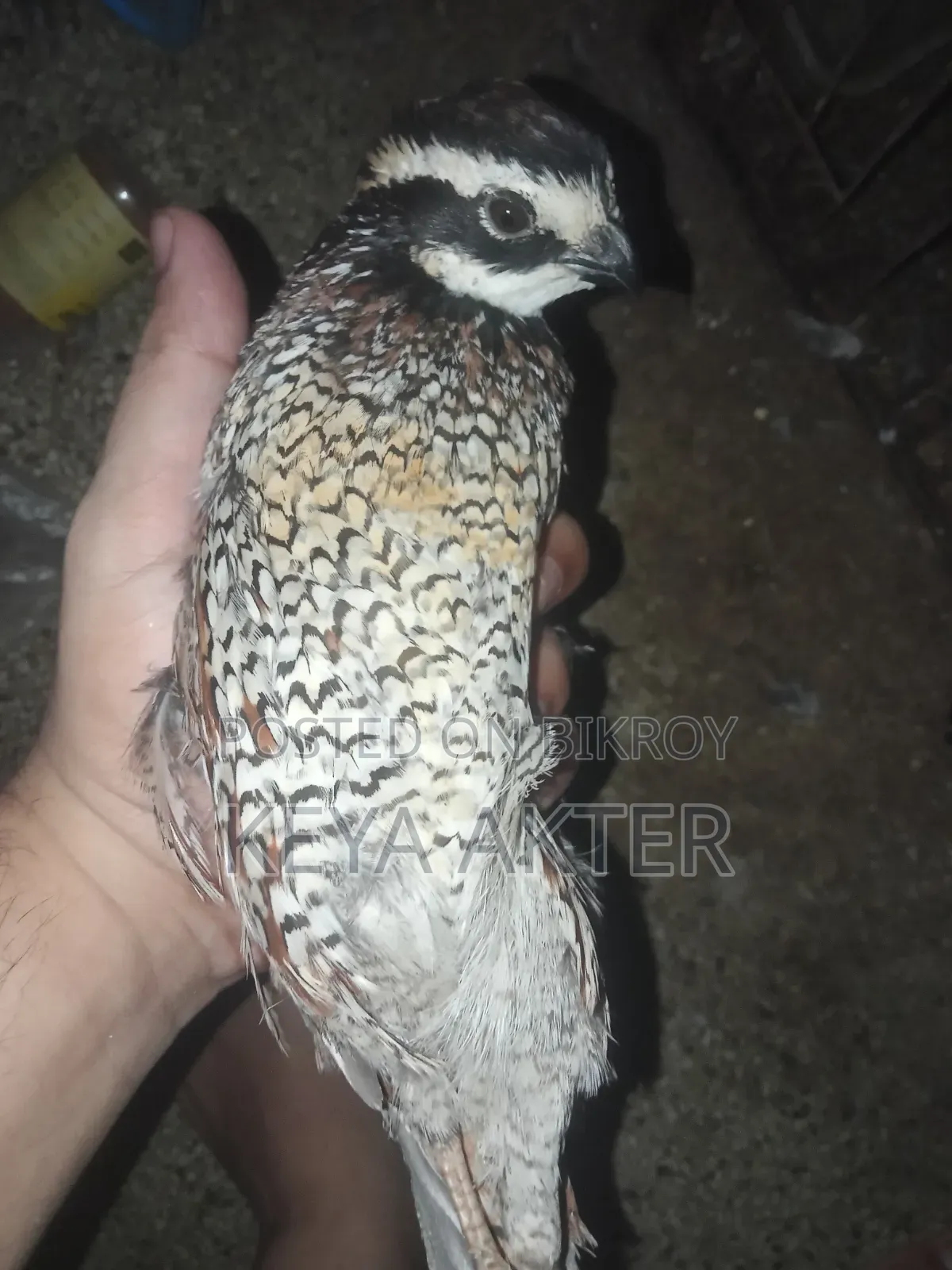 Bobwhite Male