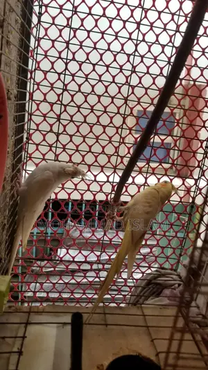 Bird Available