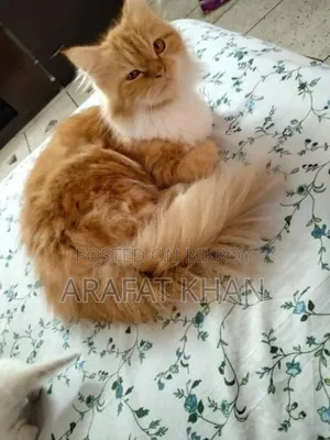 1+ Year Female Purebred Persian