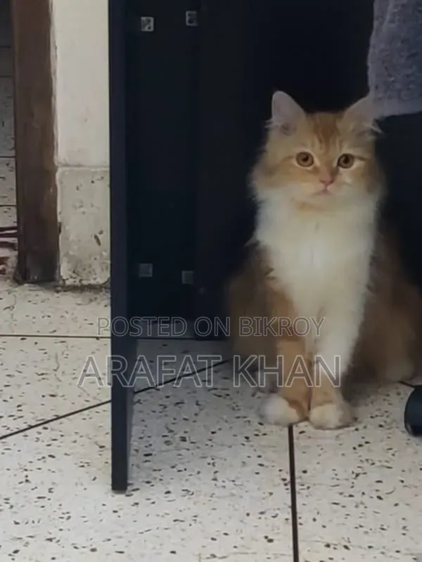 1+ Year Female Purebred Persian
