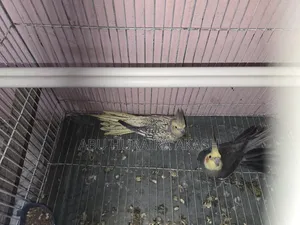 গ্রে ককাটেল পাখির জোড়া