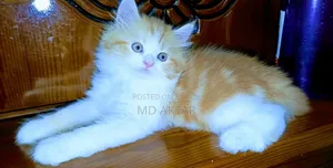 1-3 Months Female Purebred Persian