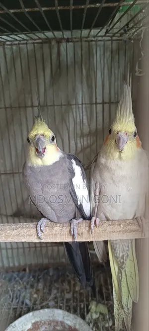 ককাটেল রানিং পেয়ার