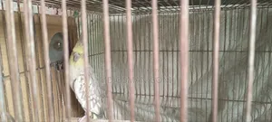 ককাটেল রানিং পেয়ার