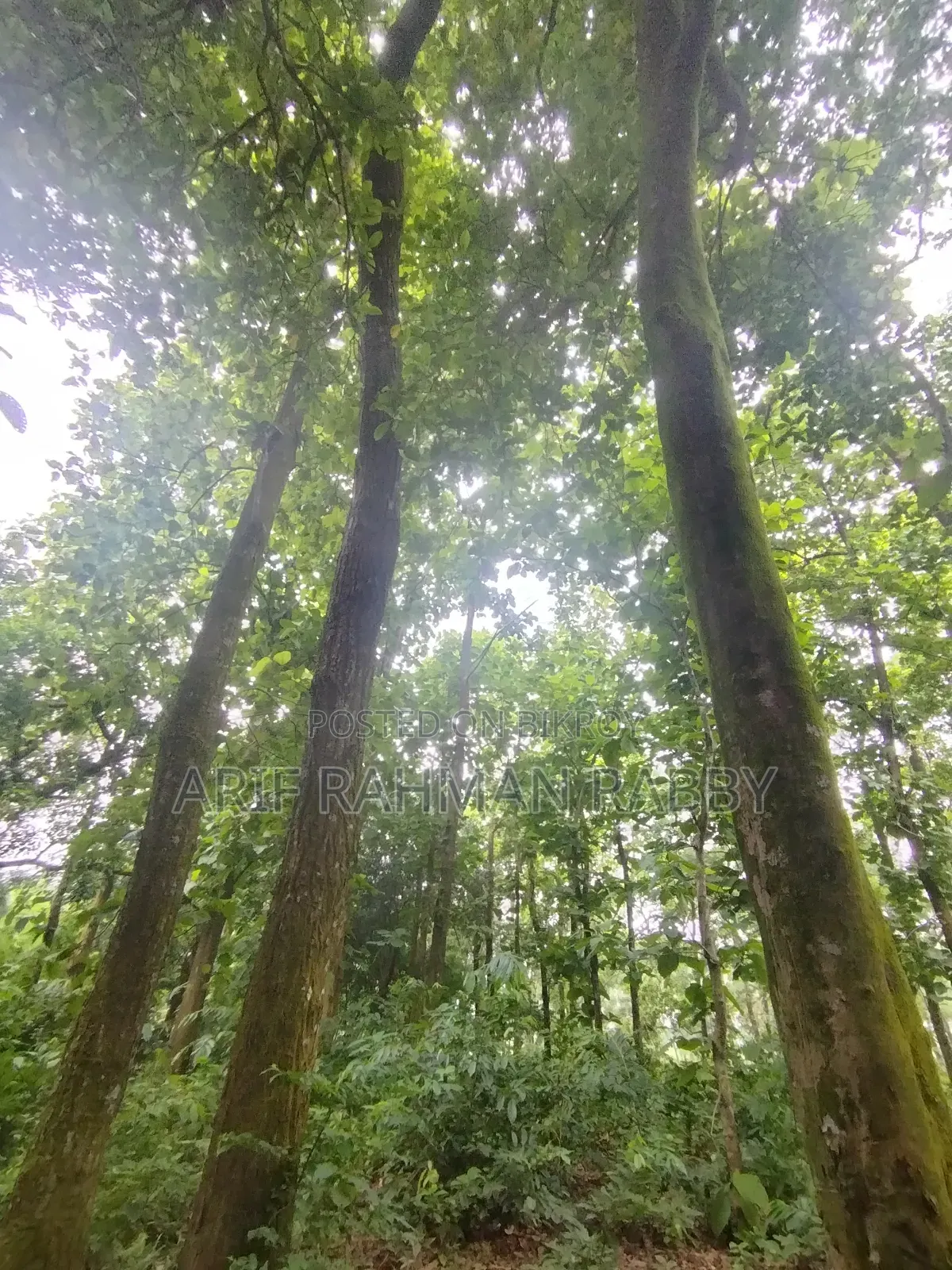 ৩৫০ শতাংশ জমি জরুরী ভিত্তিতে বিক্রয়
