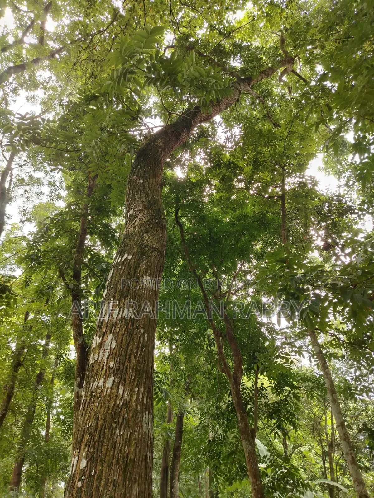 ৩৫০ শতাংশ জমি জরুরী ভিত্তিতে বিক্রয়