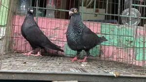Spanish Pouter Pigeon