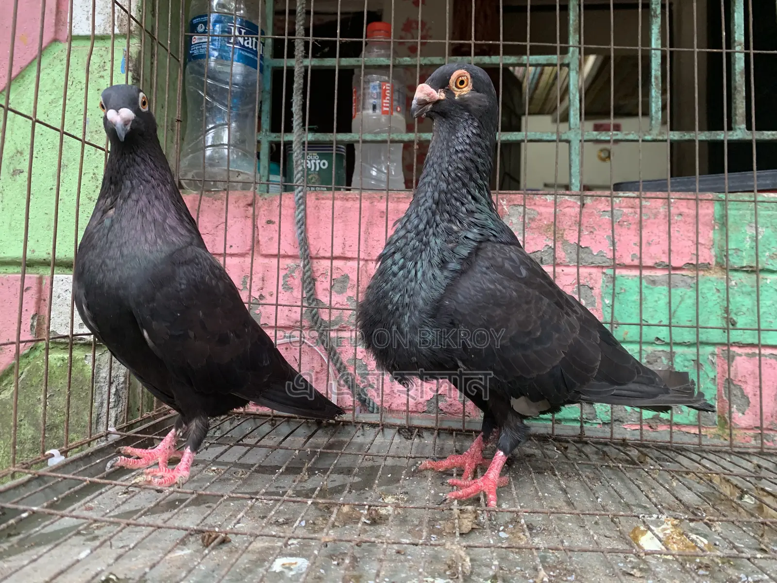 Spanish Pouter Pigeon