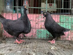 Spanish Pouter Pigeon
