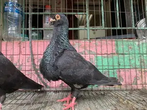 Spanish Pouter Pigeon