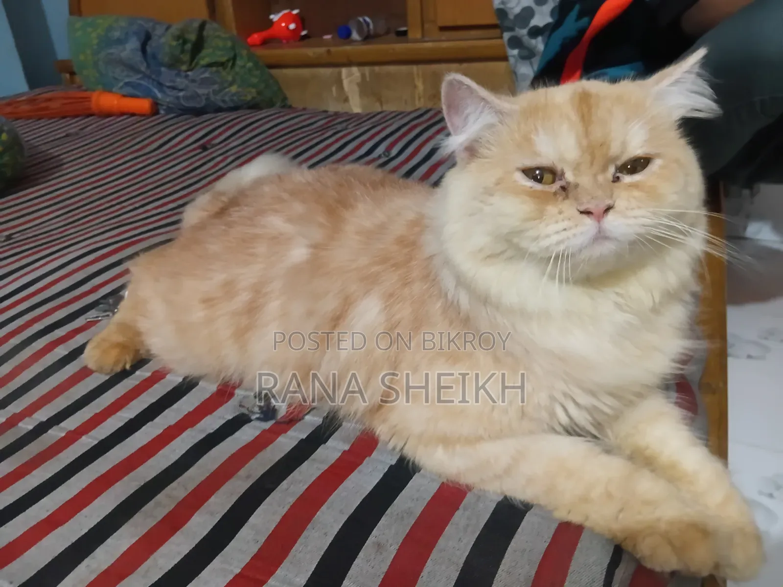 6-12 Months Male Purebred Persian