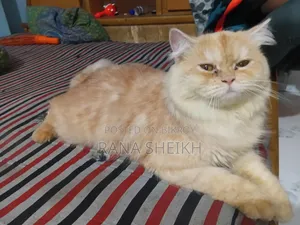 6-12 Months Male Purebred Persian