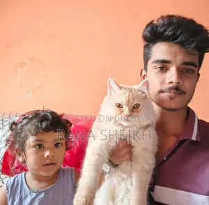 6-12 Months Male Purebred Persian