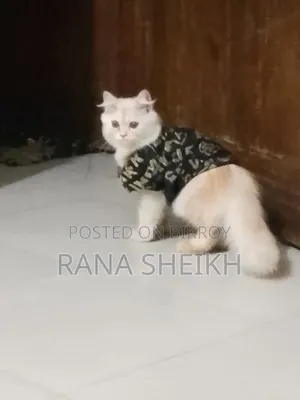 6-12 Months Male Purebred Persian