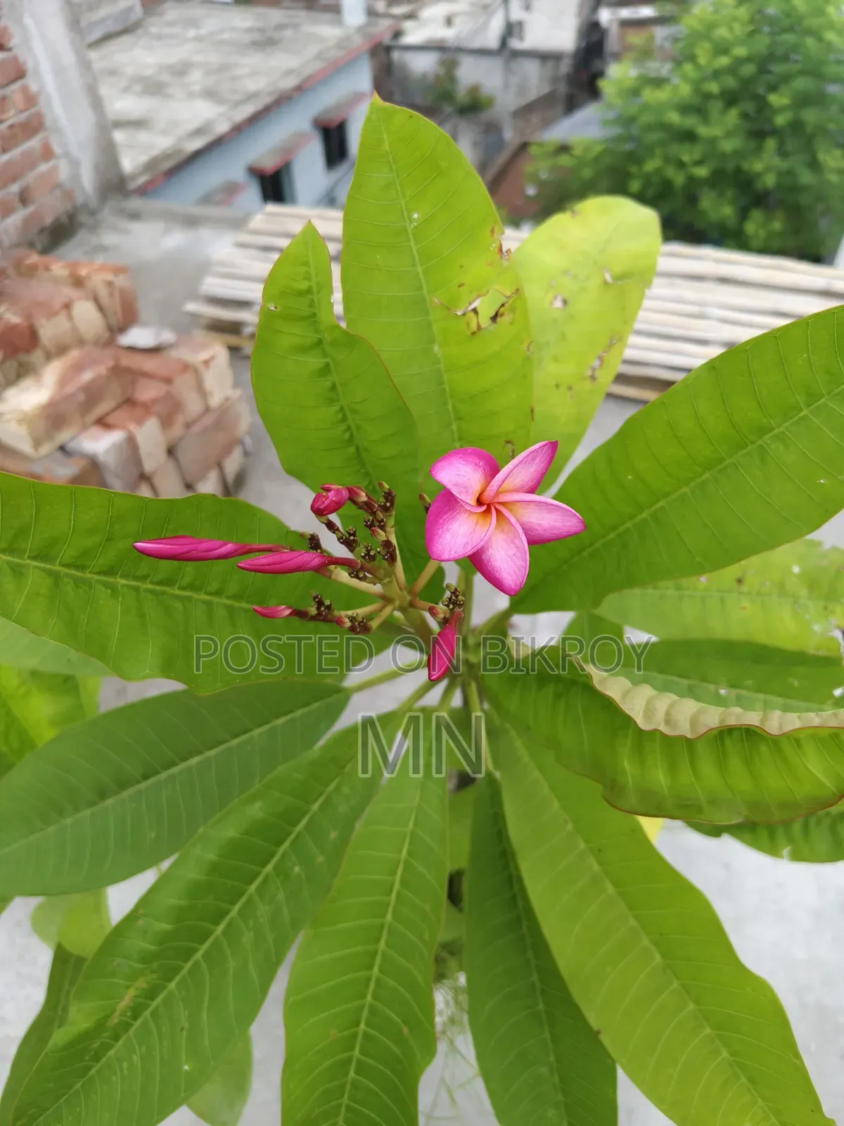 কাঠগোলাপের গাছ