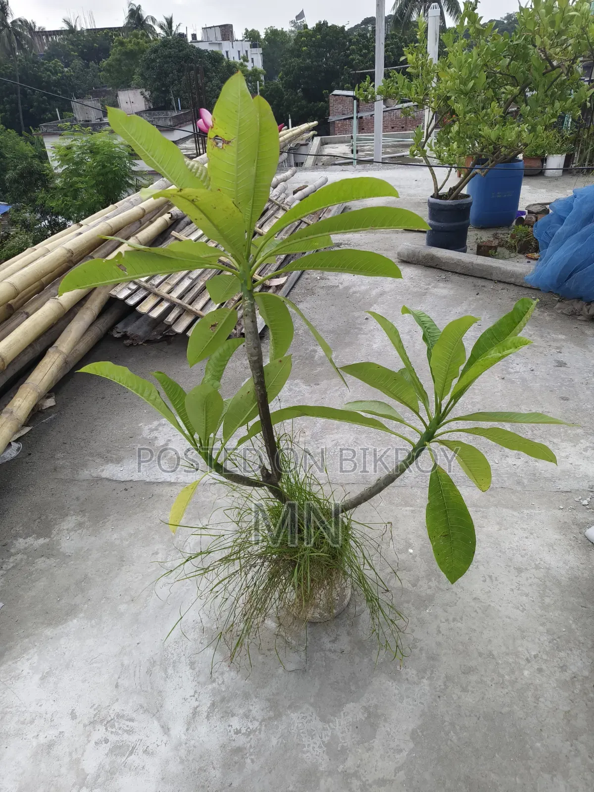 কাঠগোলাপের গাছ