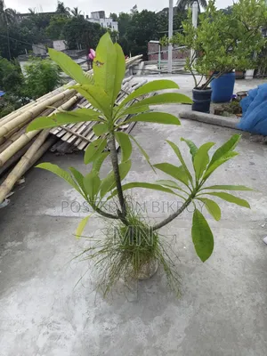 কাঠগোলাপের গাছ