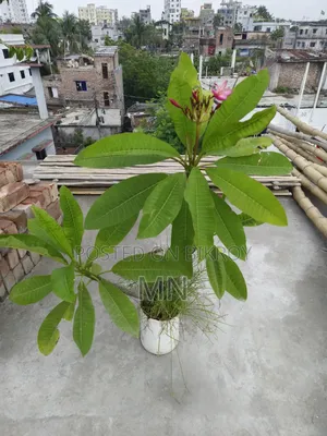 কাঠগোলাপের গাছ