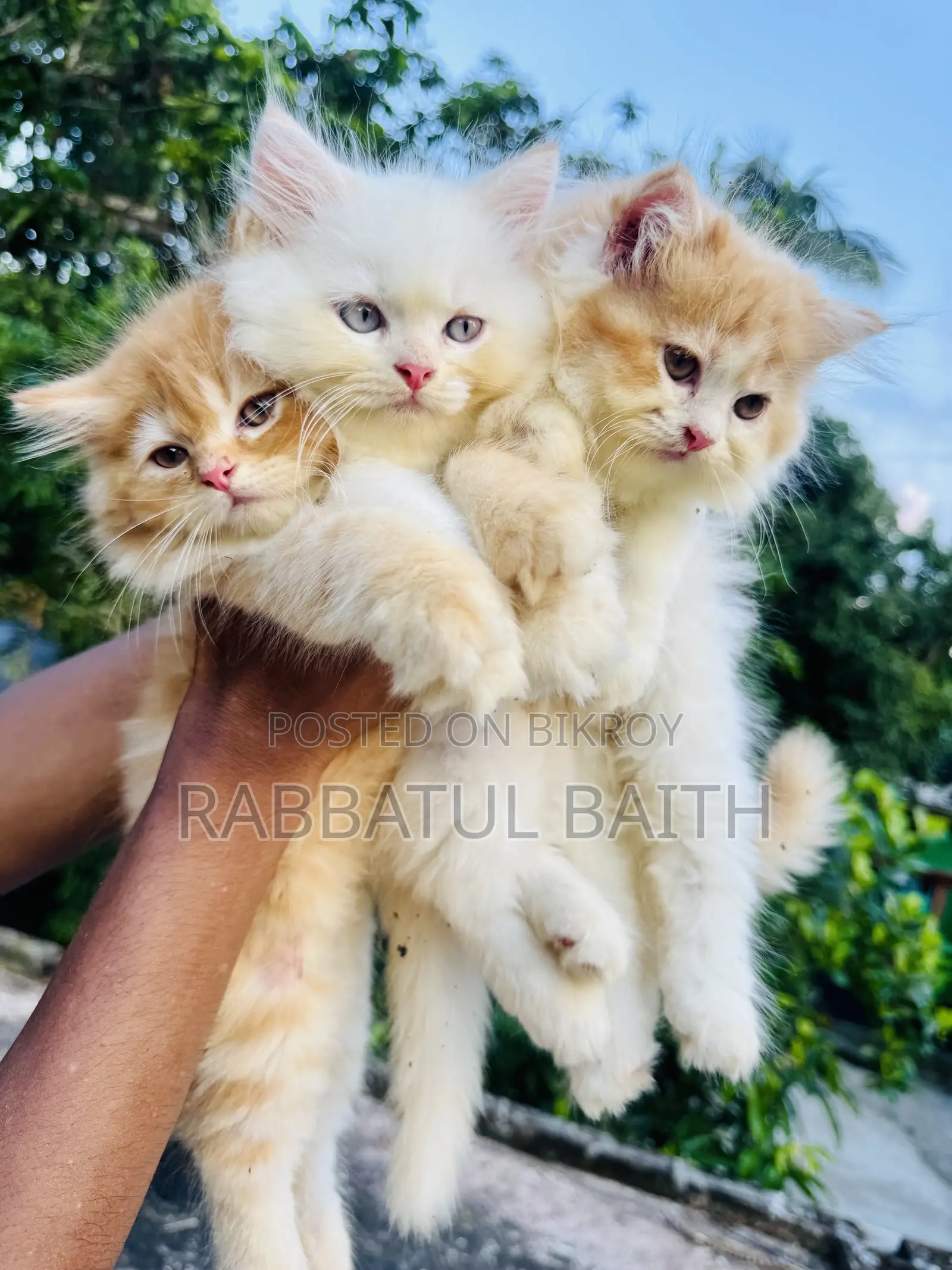 1-3 Months Male Purebred Persian