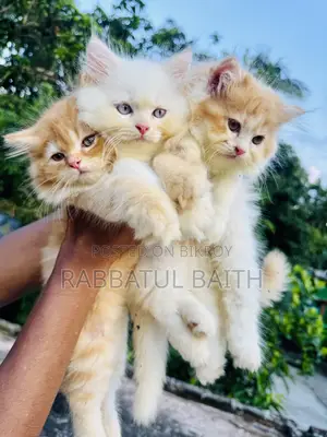 1-3 Months Male Purebred Persian