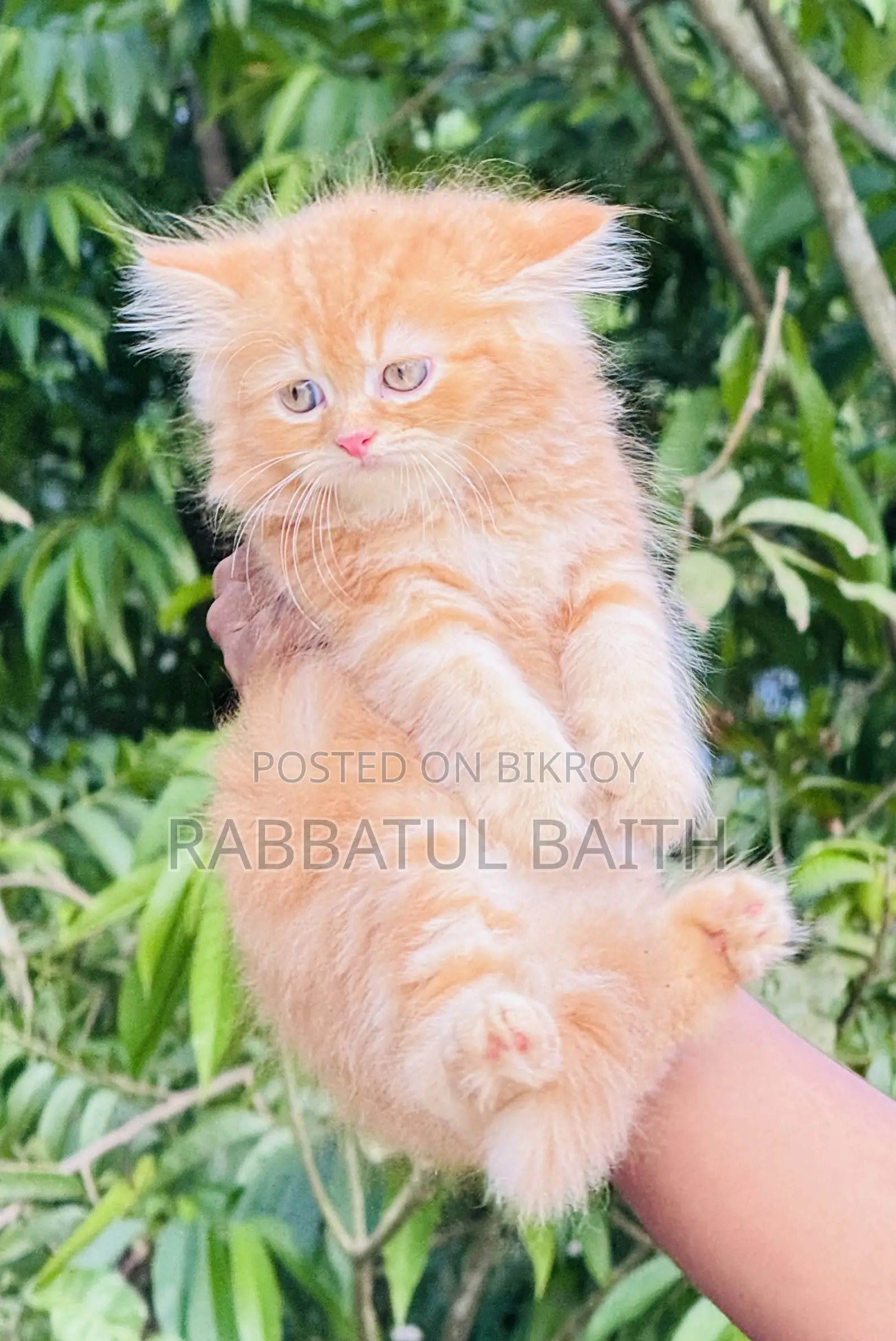 1-3 Months Male Purebred Persian