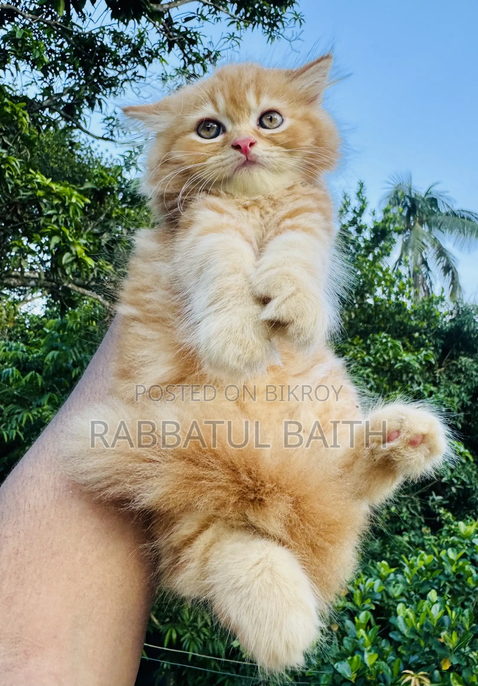 1-3 Months Male Purebred Persian