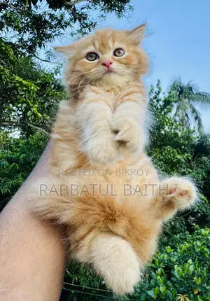 1-3 Months Male Purebred Persian