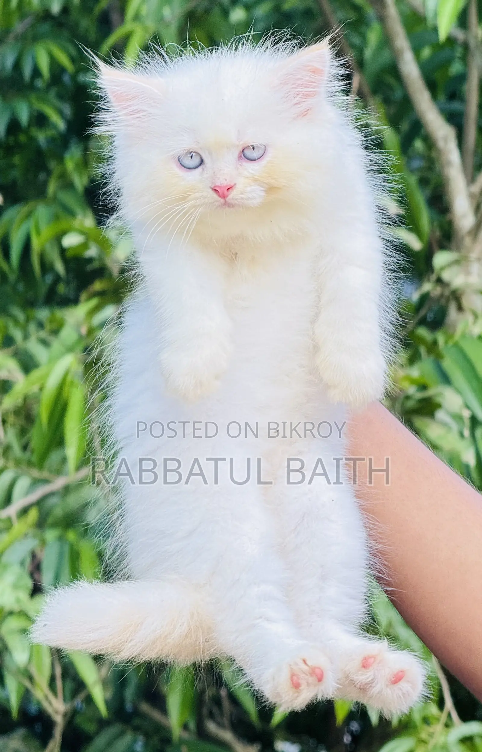 1-3 Months Male Purebred Persian