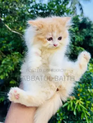1-3 Months Male Purebred Persian