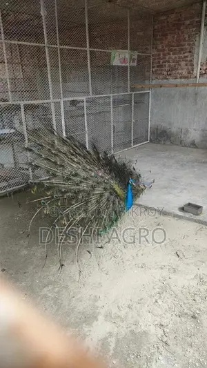 Blue Peacock All Age Available