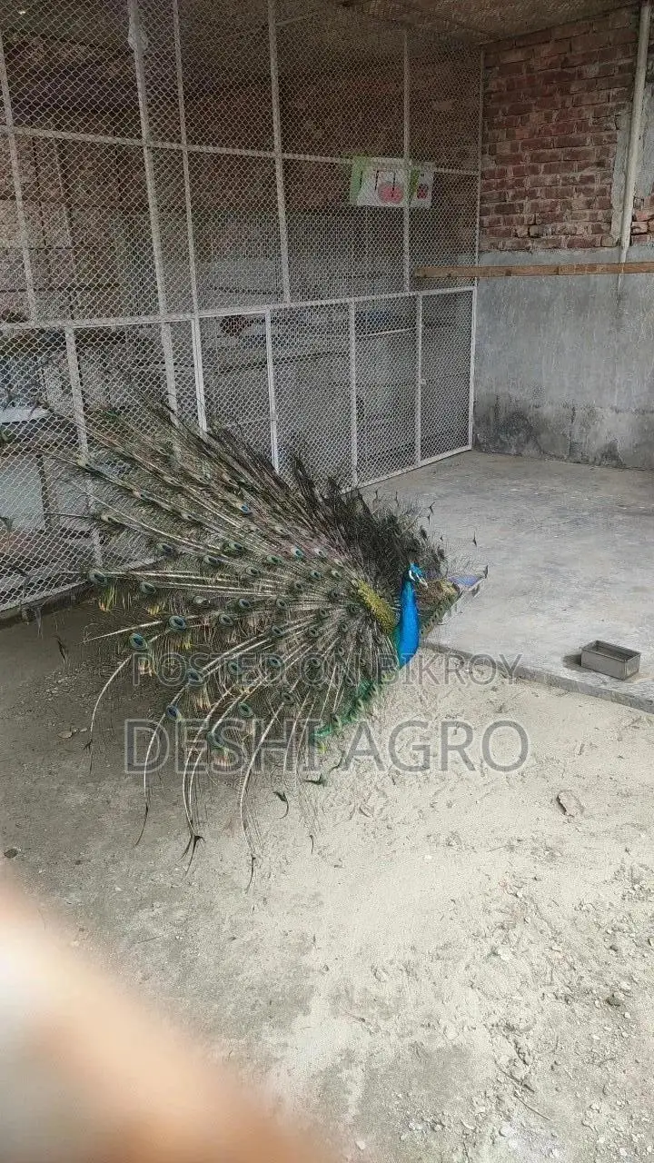 ব্লু পিকক সব বয়সের পাওয়া যায়