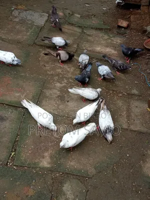 গিরিবাজ কবুতর