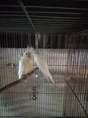 Cockatiel