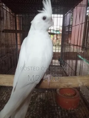 New Adult