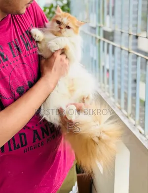 1+ Year Female Purebred Persian